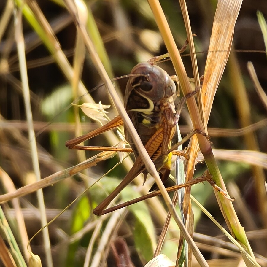 Roesels Bush Cricket - Hampton Heath - 2022-07-13